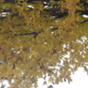 Meet your Posher, Schleich